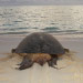 Turtle going back to sea