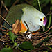 Palau Fruit Dove